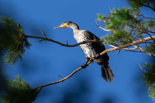 Great Cormorant perched on pine tree branch at dawn with foliage frame