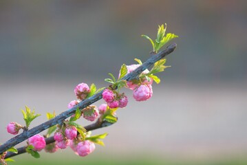 Beautiful pink cherry blossoms on a tree in the spring garden © Stan