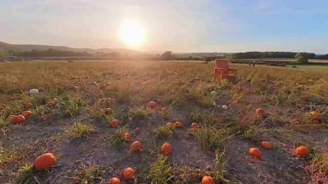 Pumpkins at sunset