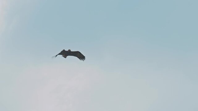 Eastern imperial eagle lat. Aquila heliaca, flying against a clear blue sky, captured in slow motion. A large bird of prey hovers in search of prey..