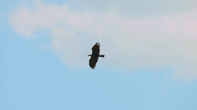 Eastern imperial eagle lat. Aquila heliaca, flying against a clear blue sky, captured in slow motion. A large bird of prey hovers in search of prey..
