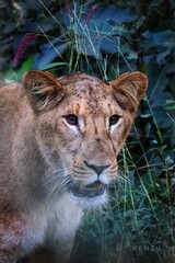 portrait of a lioness © sejal