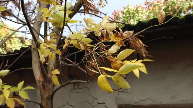 Yellow autumn leaves and tree branches shaking in gusts of wind near old building roof, close up
