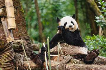 One giant panda in the zoo © lzf
