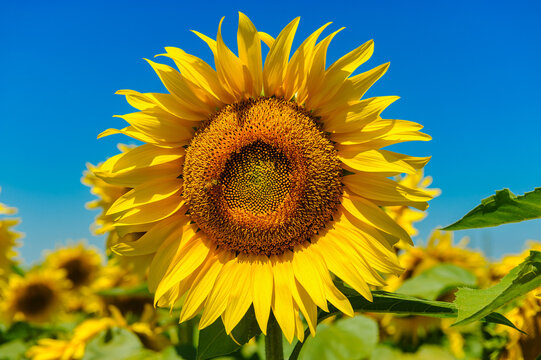 Field of sunflowers near Poggio a Caiano in Tuscany, Italy