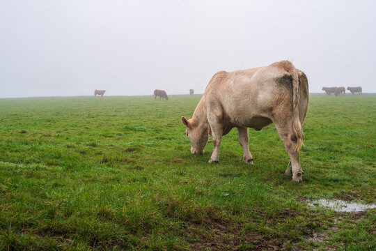 Cows grazing on a misty day in a grassy field in rural Looe, Cornwall