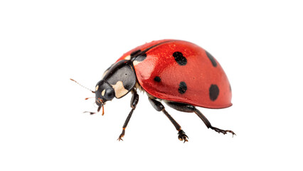 Small red ladybug insect beetle with black spots macro wildlife isolated on transparent background © Oliver