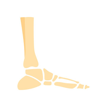 Human foot bones anatomy showing ankle tarsal bones metatarsals and toe phalanges for medical education