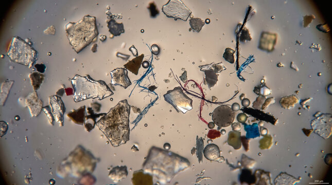 Microplastic fragments and synthetic fibers under microscope view for