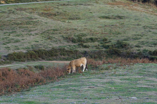sheep in the field