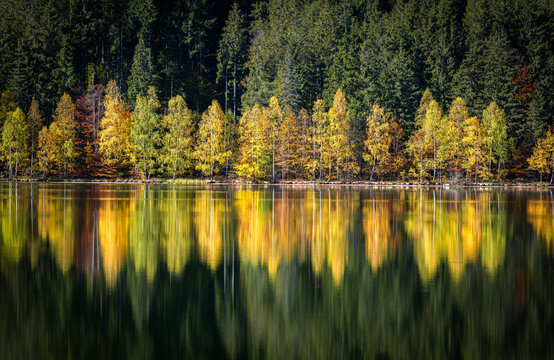Autumn at Lake Saint Ana. Transylvania, Romania, Europe. Idyllic autumn landscape with colorful green and yellow trees at Lake Saint Ana.
