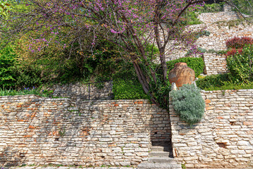 Naklejka premium A blooming Judastree grows beside terraced stone walls and a decorative clay amphora jar in a Mediterranean garden.