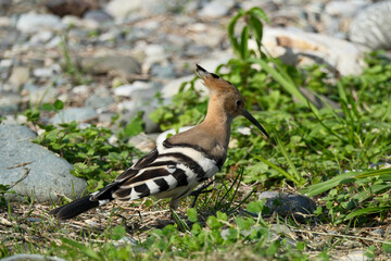 Eurasian Hoopoe Bird Walking In Green Grass Searching For Food © Maksim Mikhailov