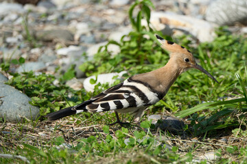 Eurasian Hoopoe Bird Walking In Green Grass Searching For Food © Maksim Mikhailov