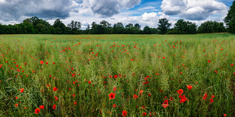 krajobraz szerokiej łąki maku, panorama zielonych terenów w zachodniej Polsce © mbugajsky