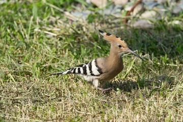 Eurasian Hoopoe Bird Walking In Green Grass Searching For Food © Maksim Mikhailov
