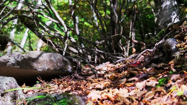 地面に広がる落ち葉と小枝