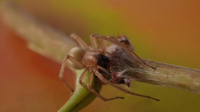 Close-up of a yellow sac spider devouring a hairy caterpillar with its fangs on a plant stem, creepy macro predation scene with orange background