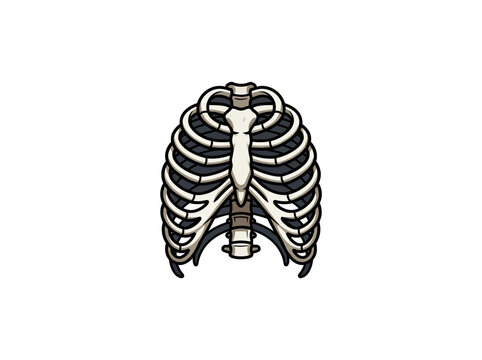 Human Rib Cage With Sternum, Ribs, Clavicles, And Thoracic Vertebrae Vector Illustration
