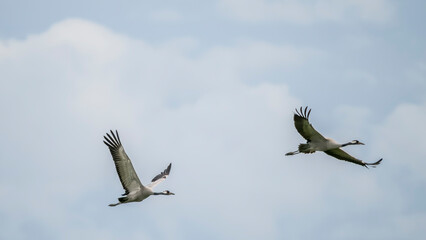 Fototapeta premium migration of common cranes to the south