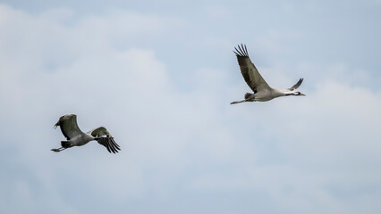Fototapeta premium migration of common cranes to the south