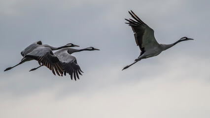 Fototapeta premium migration of common cranes to the south