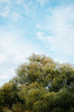 Tall green trees fill the frame, showcasing a variety of foliage against a clear blue sky. The scene captures the vibrant colors of nature on a sunny day with some clouds visible