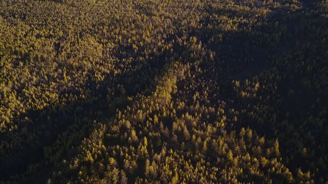 Overhead aerial view of a golden larch forest in Mongolia at golden hour, with long shadows cutting across the sunlit autumn treetops and hillside folds.