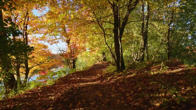The camera advances along a leaf-covered trail beside ponds, passing sunlit autumn trees in Antoine-Charlebois Ponds Park, Quebec.