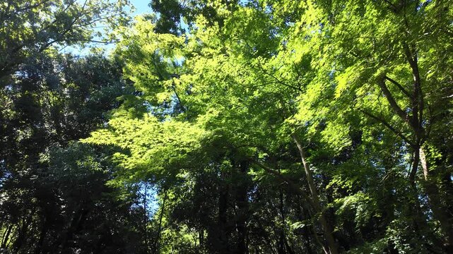 漏れ日に煌めく四季の森公園の青モミジの風景 - 横浜市緑区, 神奈川県, 日本