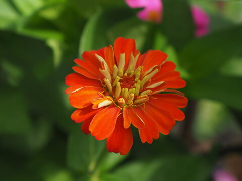 A front-view photograph of an orange flower.