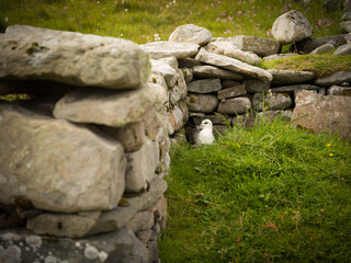 Foula, Shetland, Scotland, United Kingdom, 5th July 2026, nesting seabird in an old abandoned croft © Electric Egg Ltd.