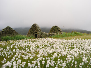 Foula, Shetland, Scotland, United Kingdom, 5th July 2026, field of cotton grass near abandoned croft cottages © Electric Egg Ltd.