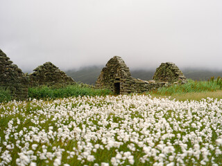 Foula, Shetland, Scotland, United Kingdom, 5th July 2026, field of cotton grass near abandoned croft cottages © Electric Egg Ltd.