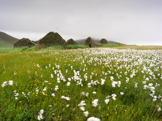 Foula, Shetland, Scotland, United Kingdom, 5th July 2026, field of cotton grass near abandoned croft cottages © Electric Egg Ltd.