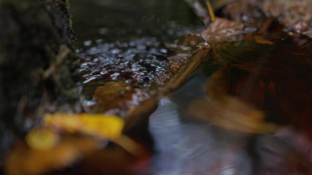 Fresh stream water flowing over autumn leaves and mossy rock in extreme close up. Perfect for environmental documentaries, clean water campaigns, and nature conservation promos