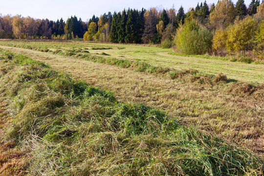 Freshly mown green grass swaths lying in rows on an autumn meadow for animal fodder preparation, with dense mixed forest trees in the soft daylight of October countryside