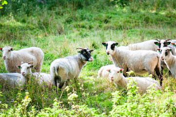 A group of sheep grazing in a green meadow under the shade of a tree. Peaceful rural countryside, farm animals, pasture and traditional sheep farming. © Svitlana