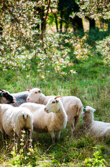 A group of sheep grazing in a green meadow under the shade of a tree. Peaceful rural countryside, farm animals, pasture and traditional sheep farming. © Svitlana