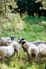 A group of sheep grazing in a green meadow under the shade of a tree. Peaceful rural countryside, farm animals, pasture and traditional sheep farming. © Svitlana