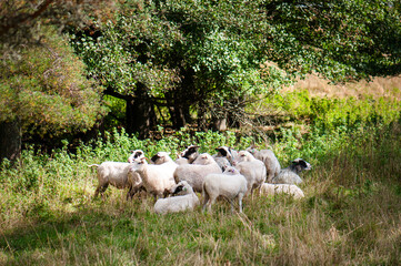 A group of sheep grazing in a green meadow under the shade of a tree. Peaceful rural countryside, farm animals, pasture and traditional sheep farming. © Svitlana