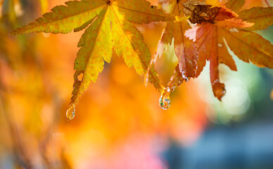 葉先から滴る朝露輝く黄金色の紅葉 © かめです