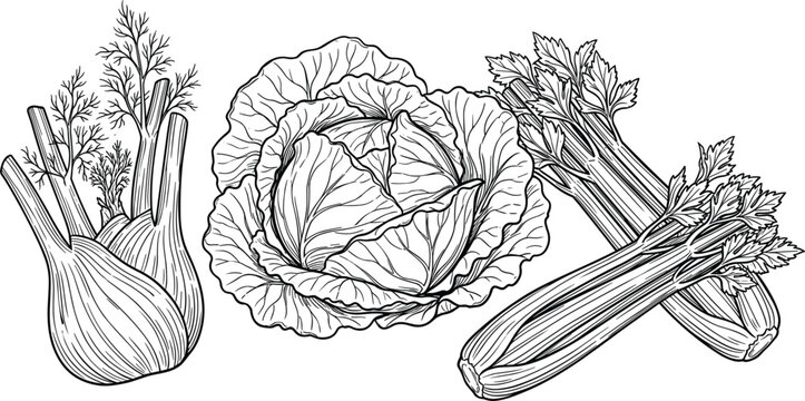 Engraved raw organic vegetables composition featuring vector drawings of fresh fennel bulb green cabbage head and celery