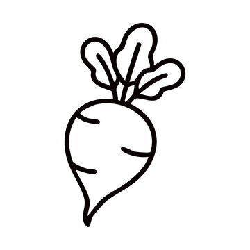 Fresh Beetroot Vegetable Vector Line Art Illustration isolated on White Background