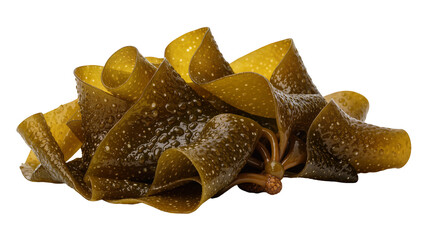 Kelp seaweed with bubbly texture, isolated on transparent background © Constantin