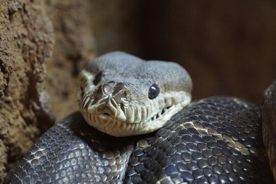 Bredl's python