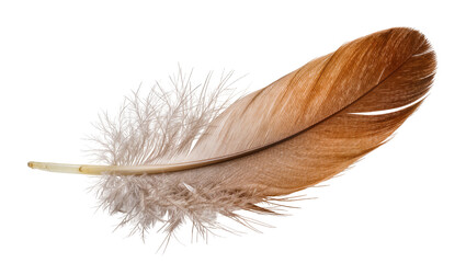 Brown and grey bird feather with fluffy downy base, isolated on transparent background © Maria