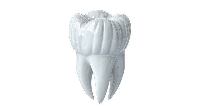 Shiny white molar tooth with roots, isolated on transparent background