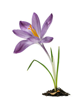 purple crocus png spring crocus png vibrant isolated transparent background image
