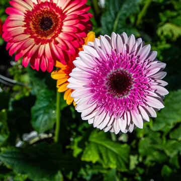 A captivating color contrast blending soft pink and vibrant red in Gerbera flowers, captured in a high-resolution macro shot that highlights the exquisite geometric details of the blooming petals.